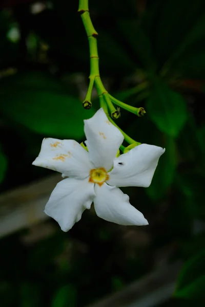 白ジャスミンの花 花のクローズアップ 家の庭で成長している白ジャスミンの花 Jasminum Sambac マクロレンズを使用して撮影した バンドン インドネシア — ストック写真