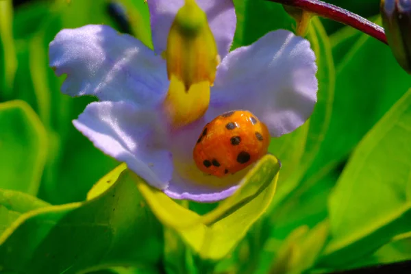 Ladybug Dierenclose Lieveheersbeestje Coccinellidae Rustend Bladeren Bloemen Een Tuin Gefotografeerd — Stockfoto