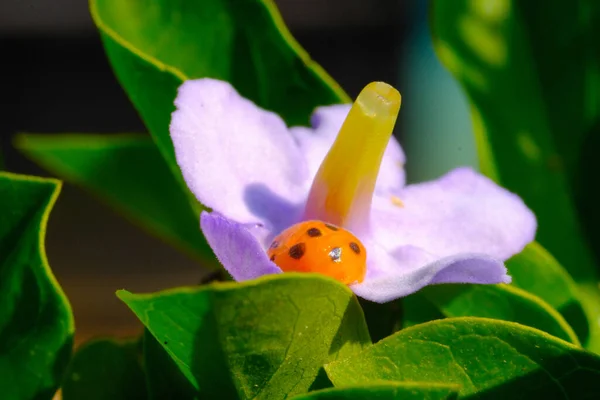 Ladybug Dierenclose Lieveheersbeestje Coccinellidae Rustend Bladeren Bloemen Een Tuin Gefotografeerd — Stockfoto