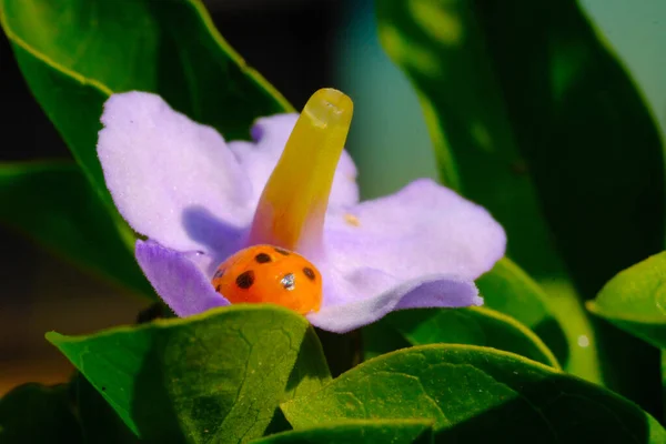 Ladybug Ζώο Closeup Ladybug Coccinellidae Στηρίζεται Φύλλα Και Λουλούδια Έναν — Φωτογραφία Αρχείου