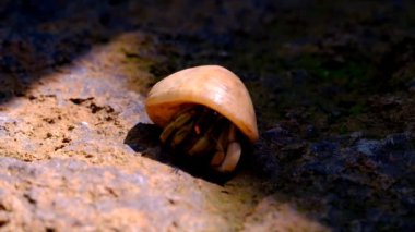 Keşiş yengeci (Coenobita) bir kayanın üzerinde güneşlenirken, sonra gölgeli bir nokta bulmak için koşarken. Bandung - Endonezya. Yüksek kalite 4k görüntü