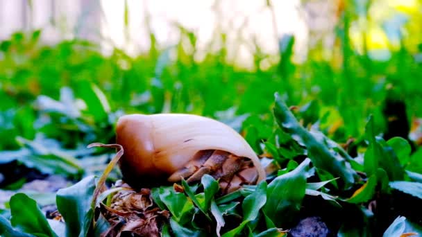 隐士蟹 Coenobita 在草坪中央醒来的时间视频 院子里长满了草和砾石 印度尼西亚 高质量的4K镜头 — 图库视频影像