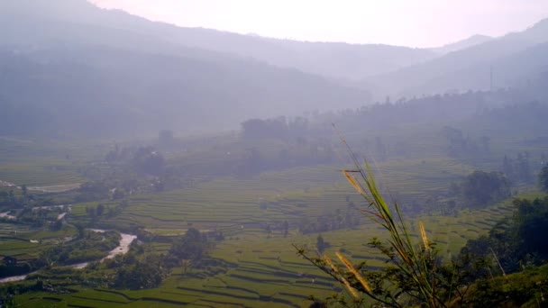 Πλάνα Μιας Κοιλάδας Καλυμμένης Ομίχλη Μπαντούνγκ Ινδονησία Υψηλής Ποιότητας Πλάνα — Αρχείο Βίντεο