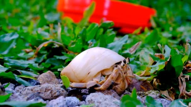 隐士蟹 Coenobita 在院子里的草坪上徘徊 院子里长满了草和砾石 印度尼西亚 高质量的4K镜头 — 图库视频影像