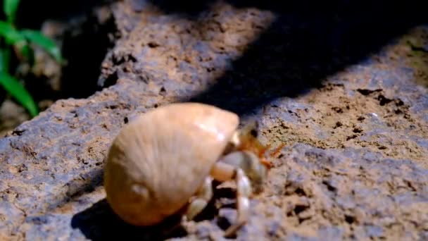 隐士蟹 Coenobita 沐浴在岩石上 然后跑去寻找一个阴影的视频 印度尼西亚 高质量的4K镜头 — 图库视频影像