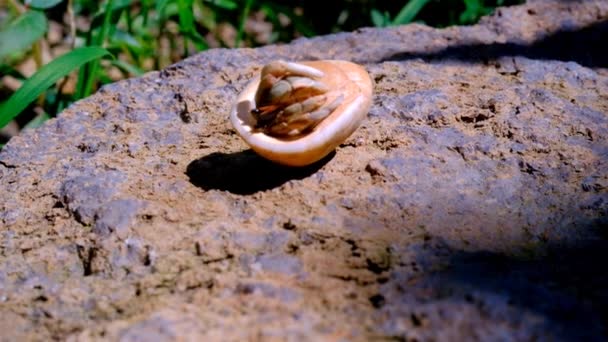 隐士蟹 Coenobita 沐浴在岩石上 然后跑去寻找一个阴影的视频 印度尼西亚 高质量的4K镜头 — 图库视频影像