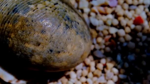 隐士蟹 Coenobita 在一个装有玻璃墙的沙笼里四处乱跑的视频 印度尼西亚 高质量的4K镜头 — 图库视频影像