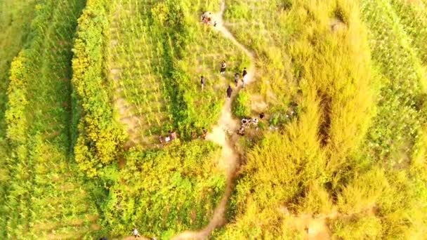 Hava Fotoğrafçılığı Cicalengka Bölgesindeki Kroncong Tepesine Tırmanan Çok Sayıda Ziyaretçinin — Stok video