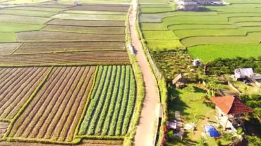 Hava Çekimi. Pirinç tarlaları ve bazı evler ile dolu dağ yamacı boyunca uzanan kır yolu manzarası videosu, Yüksek Kalite 4k