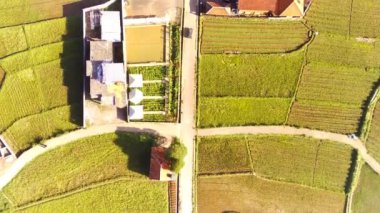 Hava Çekimi. Pirinç tarlaları ve bazı evler ile dolu dağ yamacı boyunca uzanan kır yolu manzarası videosu, Yüksek Kalite 4k