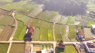 Hava Çekimi. Pirinç tarlaları ve bazı evler ile dolu dağ yamacı boyunca uzanan kır yolu manzarası videosu, Yüksek Kalite 4k