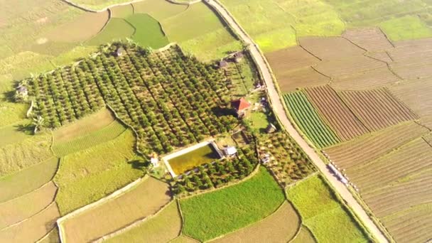 Luftaufnahmen Drone Orbit Shot Von Scenic Ansicht Einer Blumenplantage Der — Stockvideo