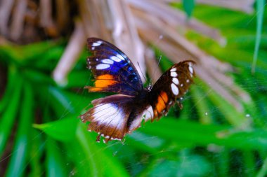 Vahşi Kelebek, Hayvan Yakın plan, Büyük Patlıcan Kelebeği (Hypolimnas Bolina) bir bahçede örümcek ağına dolanmış, makro lens, Bandung - Endonezya