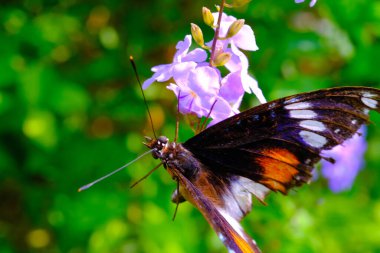 Danaid eggfly, Hayvan yakın çekimi, Danaid eggfly 'ın (Hypolimnas misippus) bahçedeki bir çiçeğe tünediği yakın çekim, makro lens, Bandung - Endonezya