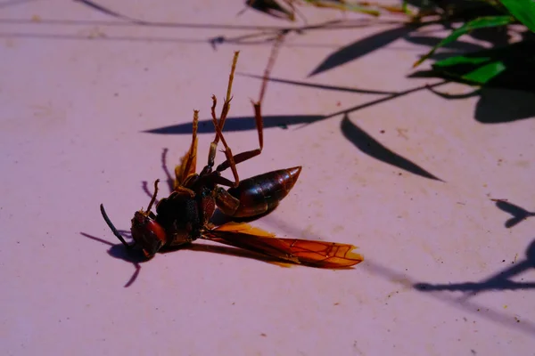 Die Schwarze Wespe Animal Nahaufnahme Makroaufnahme Einer Sterbenden Schwarzen Wespe — Stockfoto