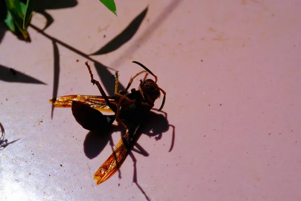 Die Schwarze Wespe Animal Nahaufnahme Makroaufnahme Einer Sterbenden Schwarzen Wespe — Stockfoto