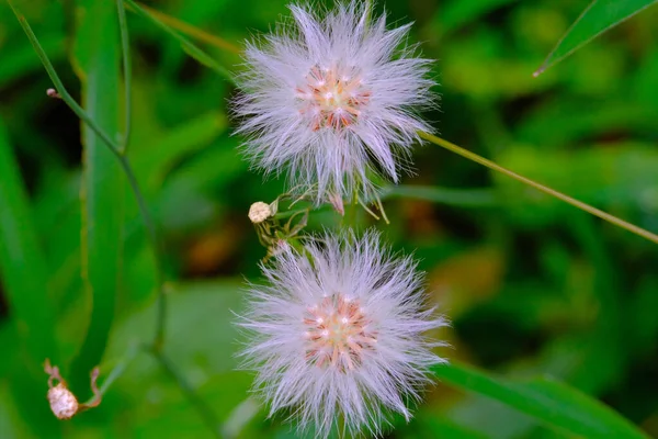 Wild Pusteblume Pflanzen Nahaufnahme Makrofoto Von Zwei Löwenzahnblüten Oder Pusteblume — Stockfoto