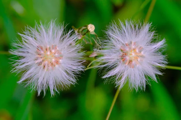 Wild Pusteblume Pflanzen Nahaufnahme Makrofoto Von Zwei Löwenzahnblüten Oder Pusteblume — Stockfoto