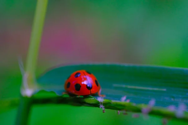Ladybug Kever Animal Closeup Ladybug Kever Coccinellidae Een Blad Gefotografeerd — Stockfoto