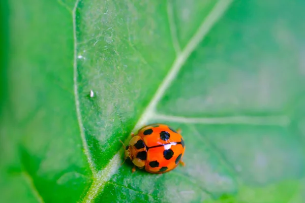 Σκαθάρι Ladybug Κάλυψη Ζώων Σκαθάρι Ladybug Coccinellidae Σκαρφαλωμένο Ένα Φύλλο — Φωτογραφία Αρχείου