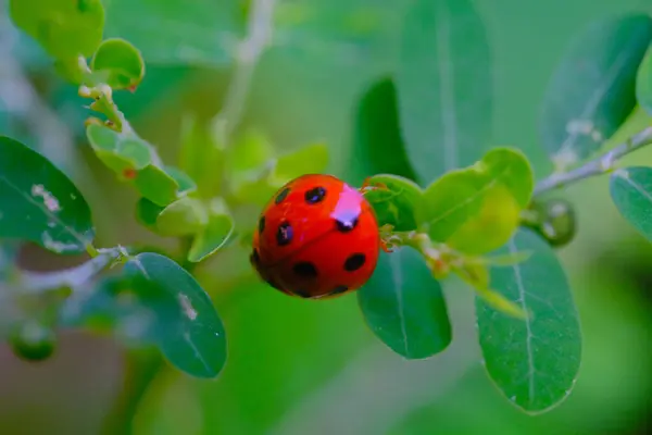 Ladybug Kever Animal Closeup Ladybug Kever Coccinellidae Een Blad Gefotografeerd — Stockfoto
