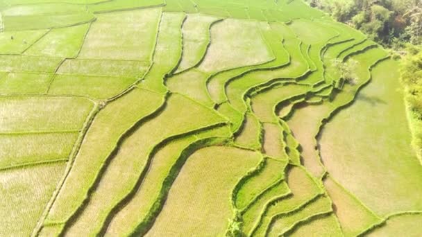 Widok Lotu Ptaka Wiejskiego Malowniczy Taras Rolnictwa Krajobraz Doliny Cikancung — Wideo stockowe