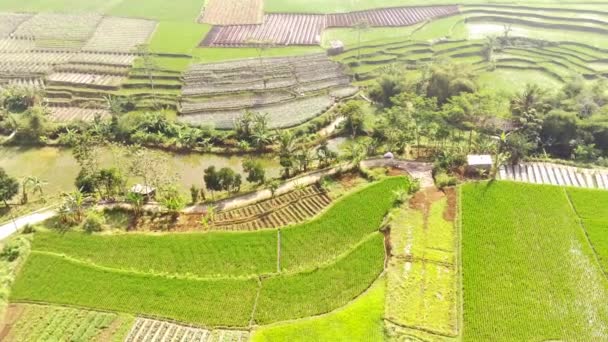 Záběry Dronu Letecký Ranní Pohled Zemědělská Pole Terasovitá Rýžová Pole — Stock video