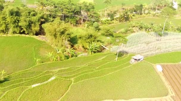 Filmación Drones Vista Aérea Mañana Los Campos Agrícolas Campos Arroz — Vídeos de Stock