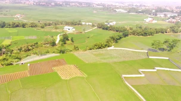 Drone Görüntüleri Bandung Kenar Mahallelerini Süsleyen Tarla Tarlaları Pirinç Tarlaları — Stok video
