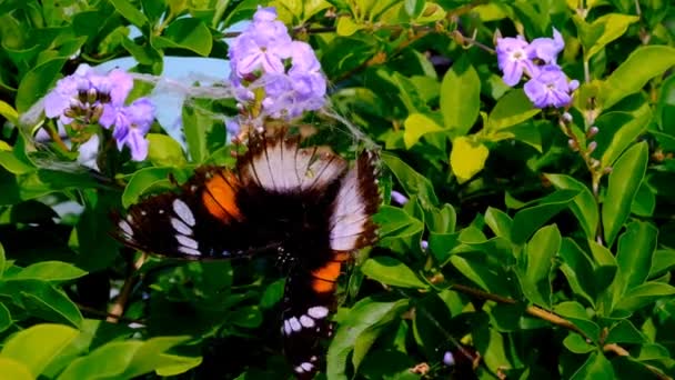 Видеозапись Данаида Эггфляя Видео Данейской Бабочки Hypolimnas Misippus Пойманной Между — стоковое видео