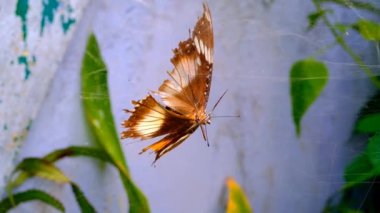 Danaid Eggfly 'ın görüntüsü. Kelebek Danaid Eggfly 'ın (Hypolimnas misippus) örümcek ağına sıkıştığı ve kaçmaya çalıştığı video. Yüksek Kalite 4k Videolar