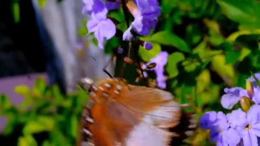 Danaid Eggfly 'ın görüntüsü. Danaid Eggfly (Hypolimnas misippus) kelebeğin çiçeklerden nektar emdiği video. Yüksek Kalite 4k Videolar