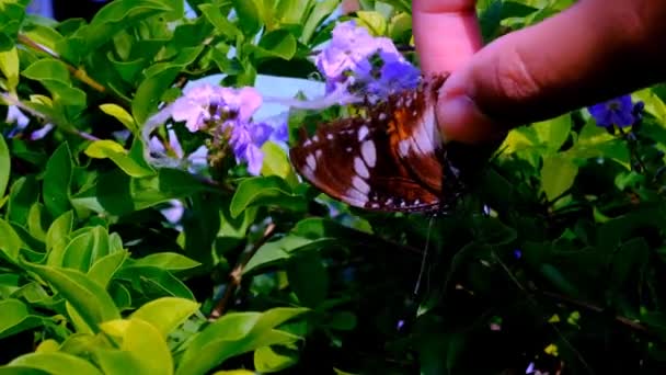 다나이드 에그플라이의 나뭇잎과 옥수수 사이에 갇혀있는 Danaid Eggfly Butterfly Hypolimnas — 비디오