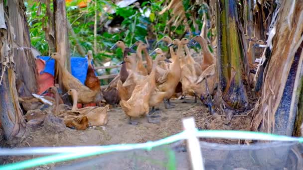 動物のフッテージ バナナの木の真ん中に閉じ込められたアヒルのグループのビデオ ドックは自由にローミングする 高品質4Kビデオ — ストック動画