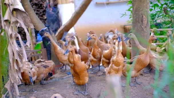 Zvířecí Záznam Video Skupiny Kachen Uvězněných Uprostřed Banánových Stromů Kachny — Stock video