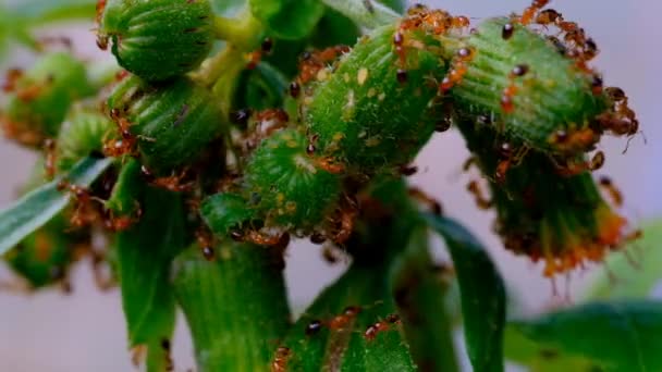 Animal Footage Time Lapse Video Group Red Ants Swarms Weed — Stock Video