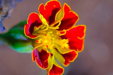 Kamelya Çiçeği, Çiçek yakın plan, Japon Kamelya Çiçeği 'nin Macro fotoğrafı (Camellia Japonica) kırmızı ve sarı renklerin kombinasyonuyla çiçek açmış, makro lens kullanılarak fotoğraflanmıştır.