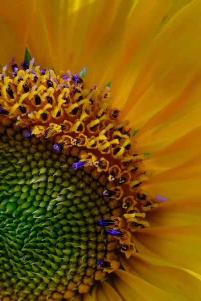 Sunflower in Full Bloom, Flower closeup, Macro photo of a yellow Sunflower (Helianthus annuus L), texture of sunflower seeds , photographed using a macro lens, Macro