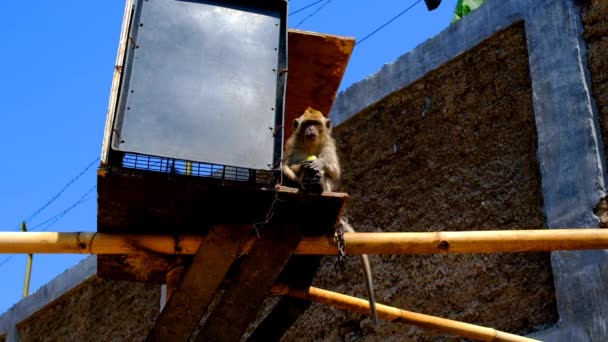 Filmati Animali Video Una Scimmia Legata Una Catena Che Mangia — Video Stock