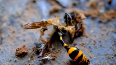 Sarı eşekarısı böcek ilacından ölüyor. Haşere Kontrol. Avrupa kağıt eşekarısı (Polistes dominula) Makro ölü eşekarısı. Böcekler öldü. Ölü sarı eşekarısı izole edildi. Vahşi hayat, vahşi doğa. Böcekler, böcekler, hayvanlar. Yüksek Kalite 4K Videolar