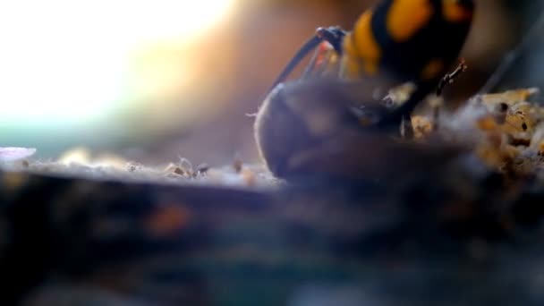 Желтая Оса Умирает Инсектицида Контроль Вредителей Европейская Бумажная Оса Polistes — стоковое видео