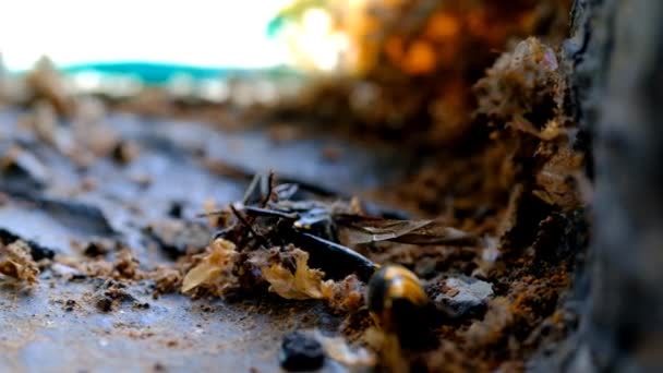 Yellow Wasp Dör Ett Insektsmedel Pest Kontrollen Europeisk Pappersgeting Polistes — Stockvideo