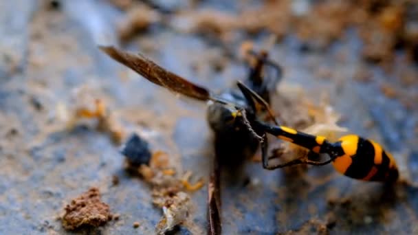 Yellow Wasp Dör Ett Insektsmedel Pest Kontrollen Europeisk Pappersgeting Polistes — Stockvideo