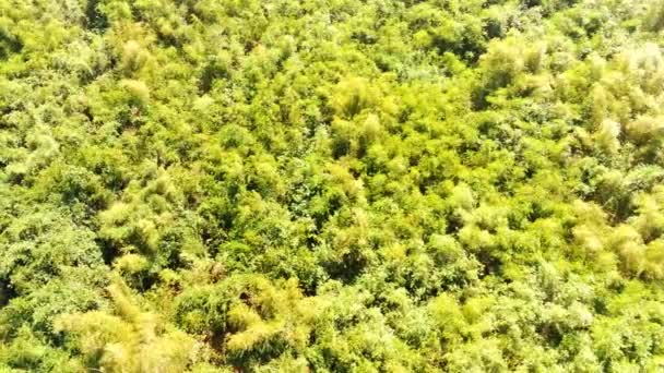 Hava Çekimi Mandalawangi Dağı Vadisindeki Yemyeşil Tropikal Ormanların Rüzgârların Sinematik — Stok video