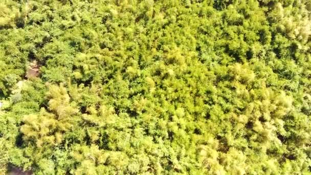 Aerial Footage Cinematic Shot Lush Tropical Forest Gusts Wind Valley — Stock Video
