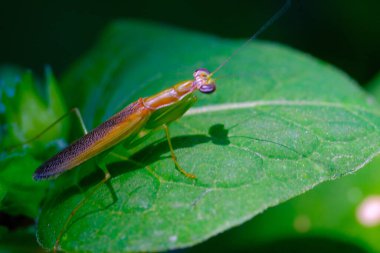 Makro Fotoğrafçılık. Hayvan kapanışı. Yaprağın üzerine tünemiş Yeşil Peygamberdevesi (Mantid dini) resmi. Makro lens kullanılarak fotoğraflanmış. Bandung - Endonezya. Makro