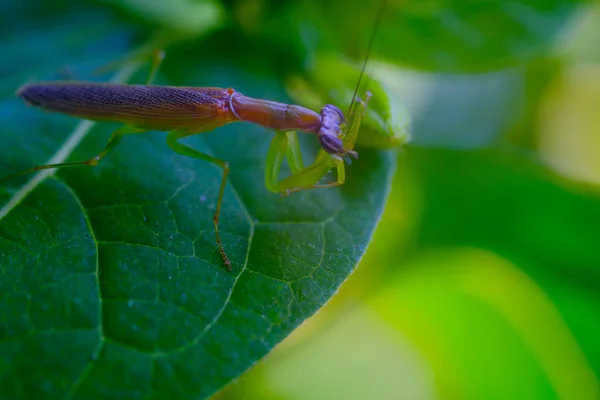 Macro Photography. Animal Closeup. Macro photo of the Green Praying Mantis (Mantis religiosa) perched on a leaf. Photographed using a macro lens. Bandung - Indonesia. Macro