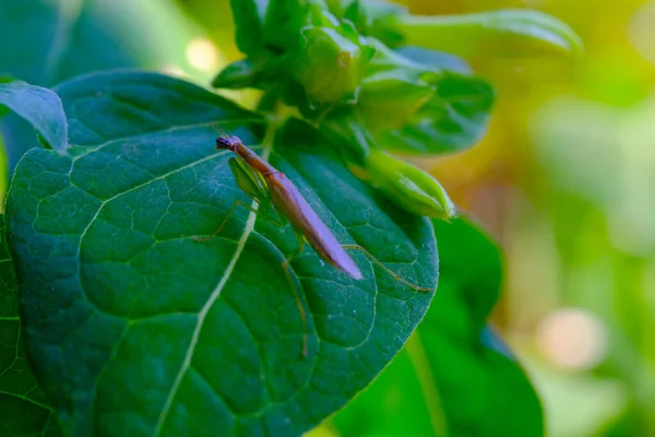 宏观摄影 动物的衣服 绿色祈祷螳螂 Mantis Religious Osa 的宏观照片栖息在一片叶子上 用宏观透镜摄影 印度尼西亚 — 图库照片