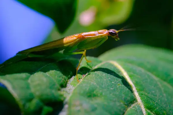 宏观摄影 动物的衣服 绿色祈祷螳螂 Mantis Religious Osa 的宏观照片栖息在一片叶子上 用宏观透镜摄影 印度尼西亚 — 图库照片