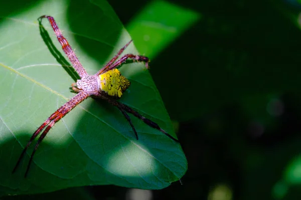 宏观摄影黄色花园蜘蛛 动物的衣服 宏观图片黄色花园蜘蛛 Argiope Appensa 在叶子上放松 用宏观透镜摄影 印度尼西亚 — 图库照片